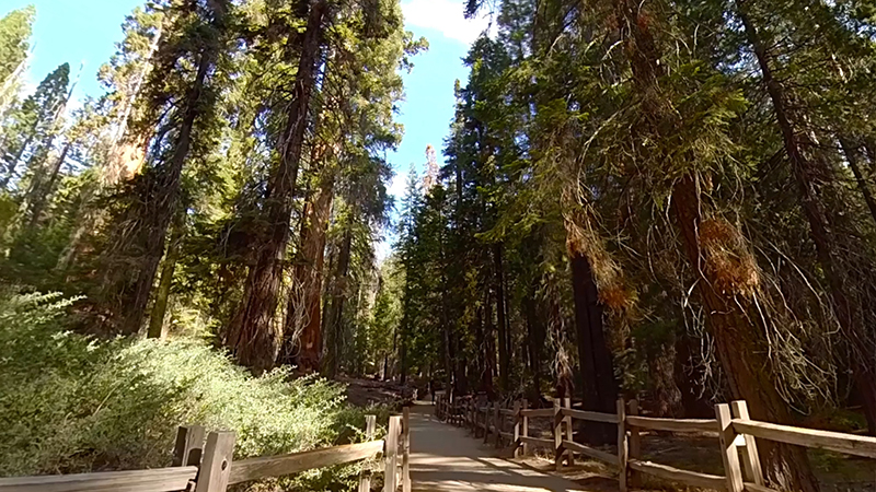 A pathway through a sequoia tree forest in California
