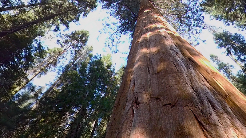 A large sequoia tree