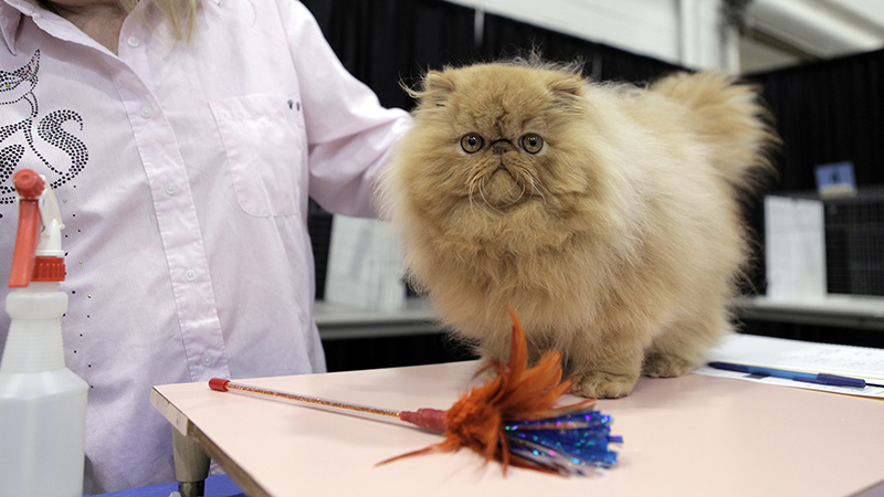 A fluffy golden-furred cat sits on a table and is groomed by a woman.